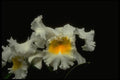 013129 White Orchid With Yellow Throat A4 Photo Print