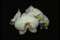 013130 White Tropical Flower A4 Photo Print