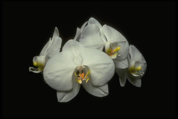 013130 White Tropical Flower A4 Photo Print