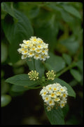 013131 Clustered White Flowers With Yellow Centers A4 Photo Print
