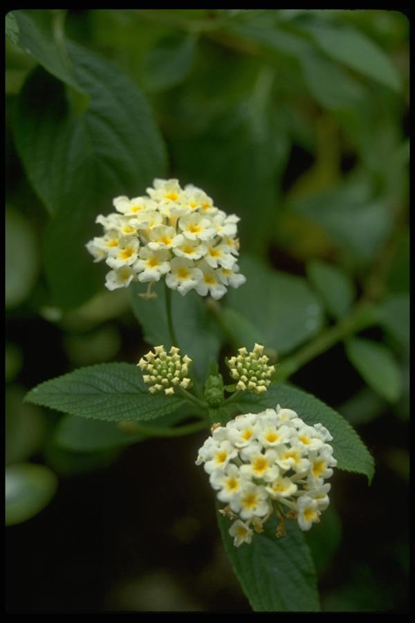 013131 Clustered White Flowers With Yellow Centers A4 Photo Print