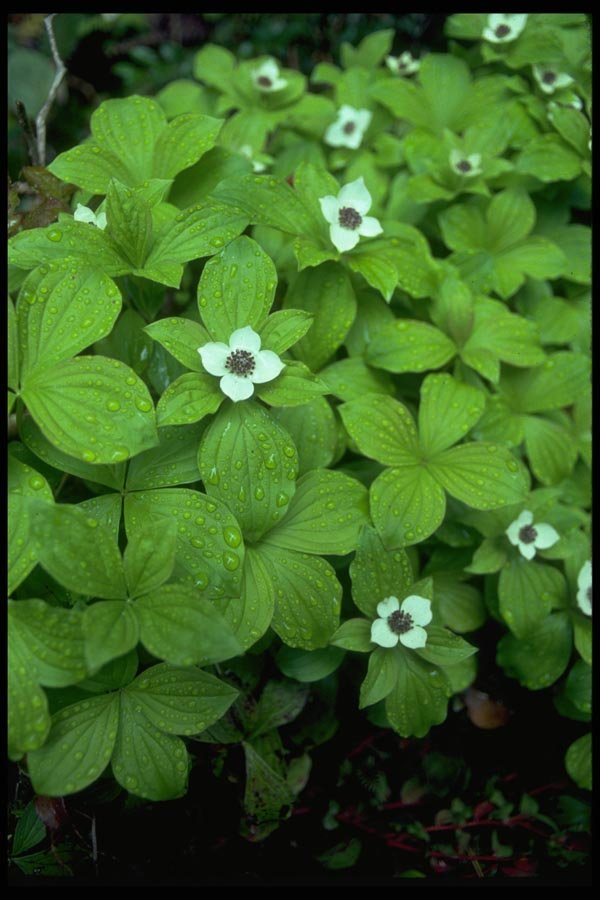 013132 White Bunchberry A4 Photo Print