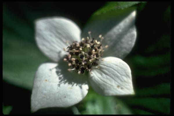 013133 White Bunchberry Blossom Close Up  A4 Photo Print