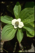 013134 White Bunchberry Blossom A4 Photo Print