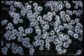 013135 Black Eyed White Daisies A4 Photo Print