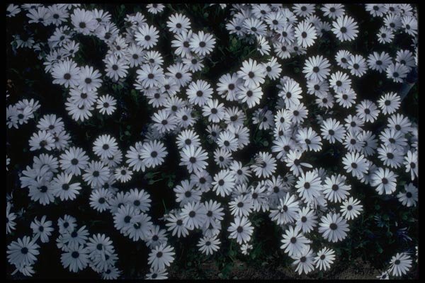 013135 Black Eyed White Daisies A4 Photo Print