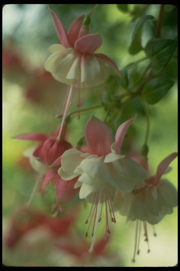 013136 White And Pink Fuchsia A4 Photo Print