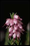 013137 Pink Bell Shaped Cluster A4 Photo Print