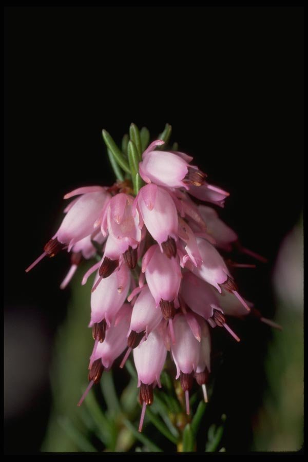013137 Pink Bell Shaped Cluster A4 Photo Print
