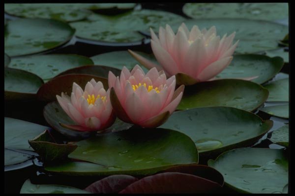 013138 Pink Water Lilies A4 Photo Print