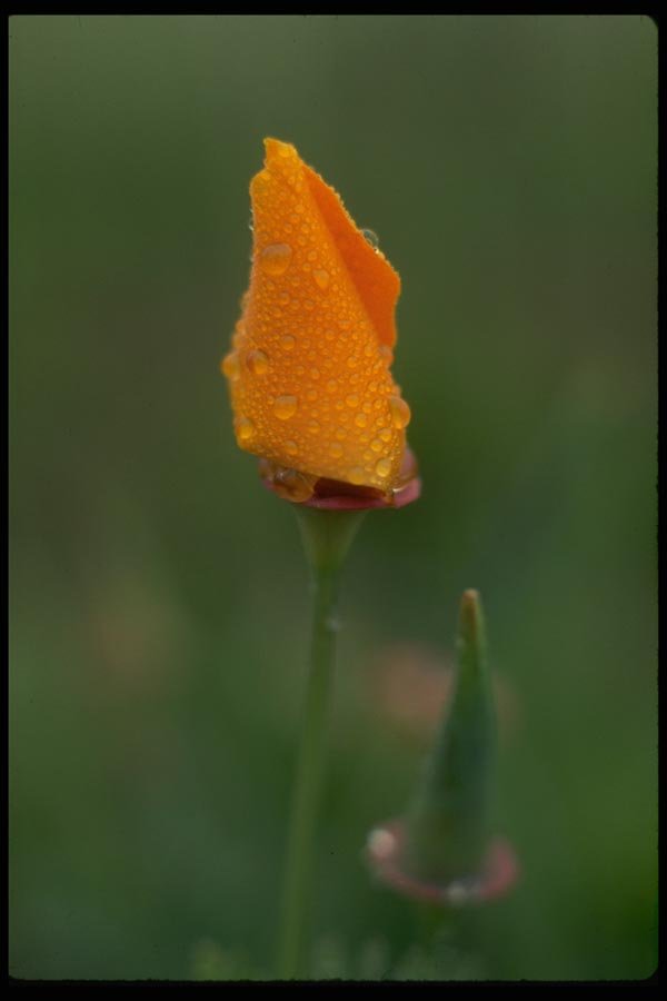 013139 Orange California Poppy, Closed A4 Photo Print