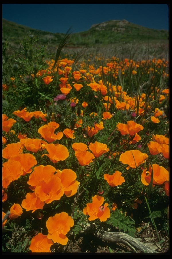 013140 Orange California Poppies A4 Photo Print