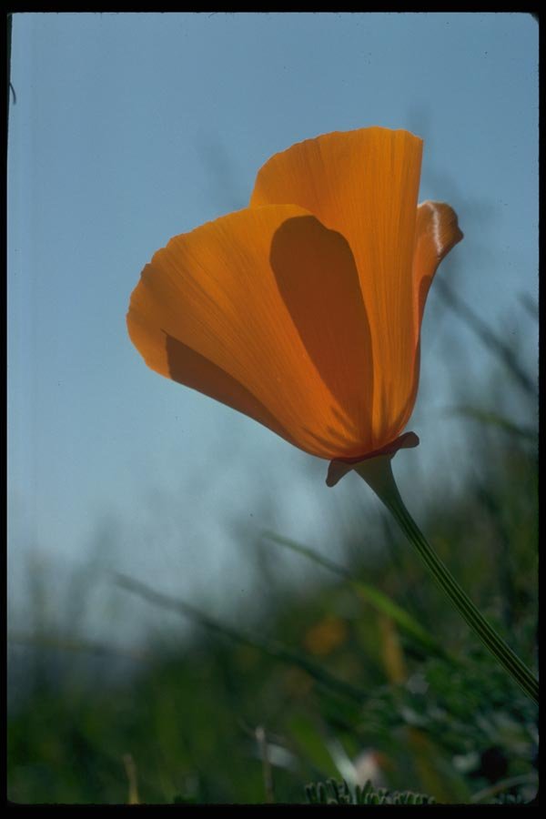 013141 Orange California Poppy, Backlit A4 Photo Print