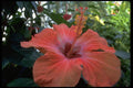 013142 Red Hibiscus A4 Photo Print
