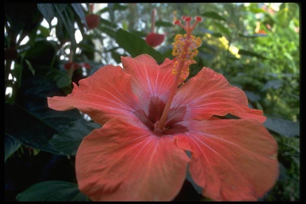 013142 Red Hibiscus A4 Photo Print