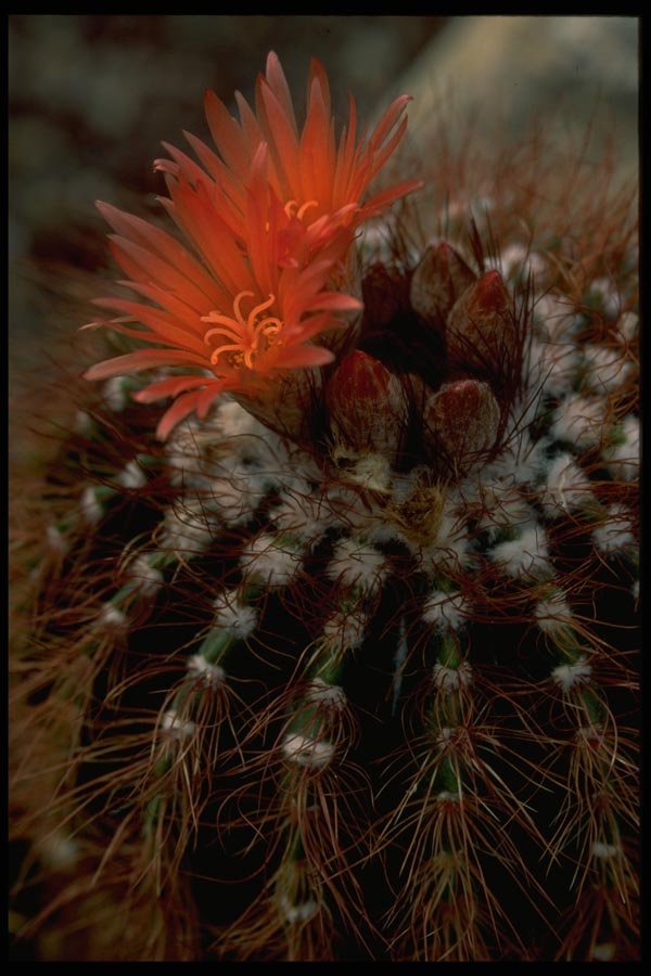 013143 Red Blooms On Cactus A4 Photo Print