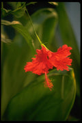 013144 Red Ruffled Flower A4 Photo Print