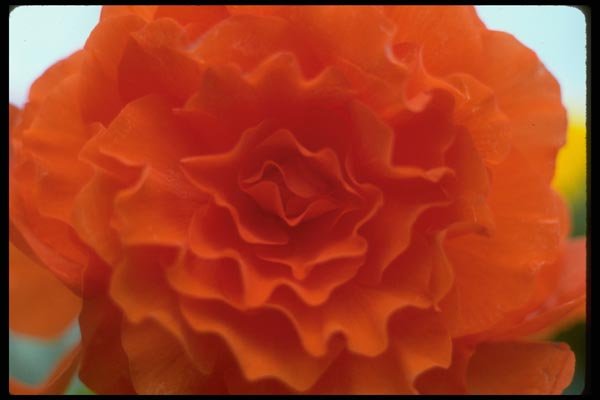 013145 Multi Petaled Round Orange Flower A4 Photo Print