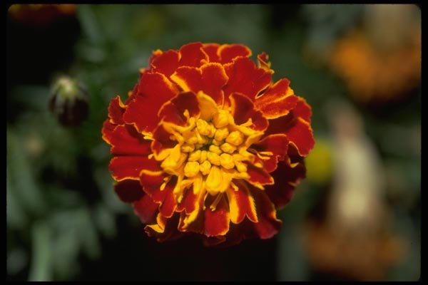 013146 Red And Yellow Marigold A4 Photo Print