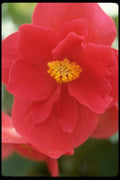 013147 Red Flower With Yellow Stamens A4 Photo Print