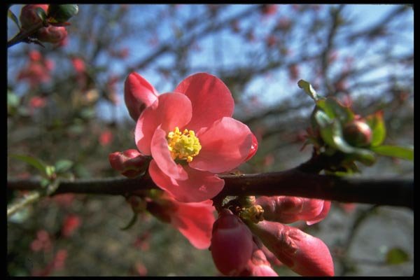 013148 Red Flowering Quince A4 Photo Print