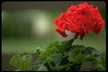 013149 Red Geranium Blossom A4 Photo Print