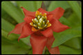 013150 Red Tropical Flower With Yellow Center A4 Photo Print
