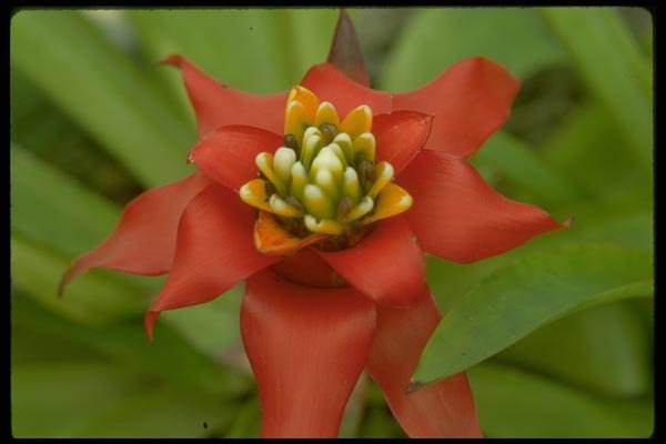 013150 Red Tropical Flower With Yellow Center A4 Photo Print