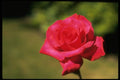 013151 Red Rose A4 Photo Print