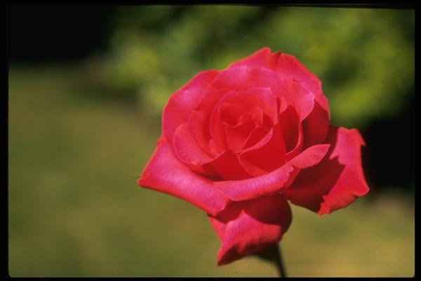 013151 Red Rose A4 Photo Print