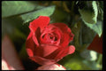 013152 Red Rose, Partly Open A4 Photo Print