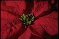 013153 Red Poinsettia Close Up  A4 Photo Print