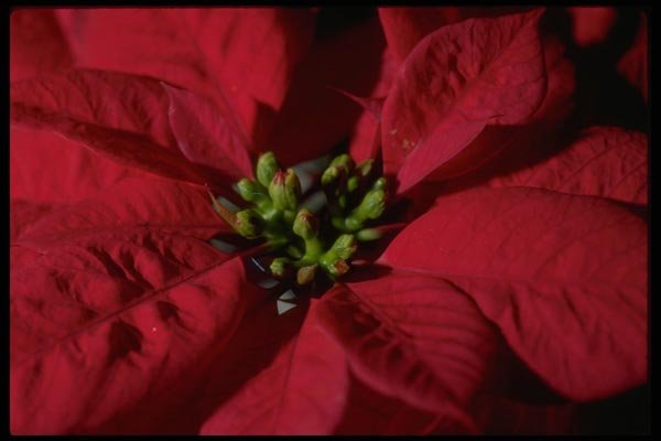 013153 Red Poinsettia Close Up  A4 Photo Print