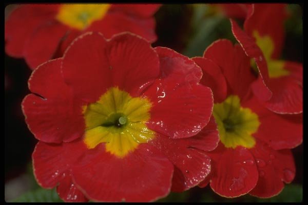 013155 Red Flowers With Yellow Centers A4 Photo Print