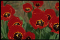 013156 Red Tulips With Yellow And Black Centers A4 Photo Print