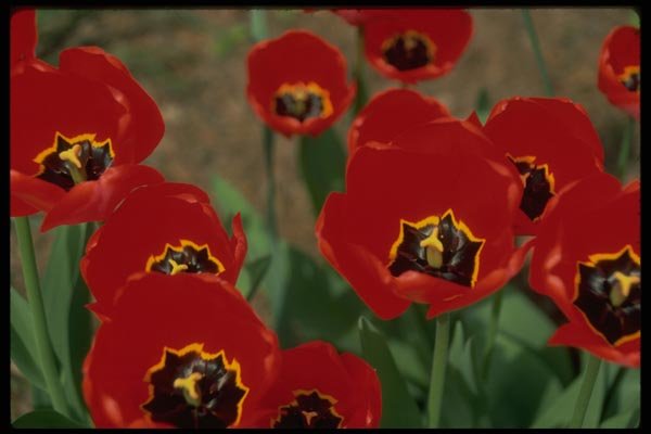 013156 Red Tulips With Yellow And Black Centers A4 Photo Print