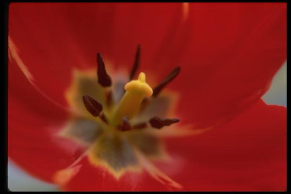 013157 Red Tulip Stamen Close Up  A4 Photo Print