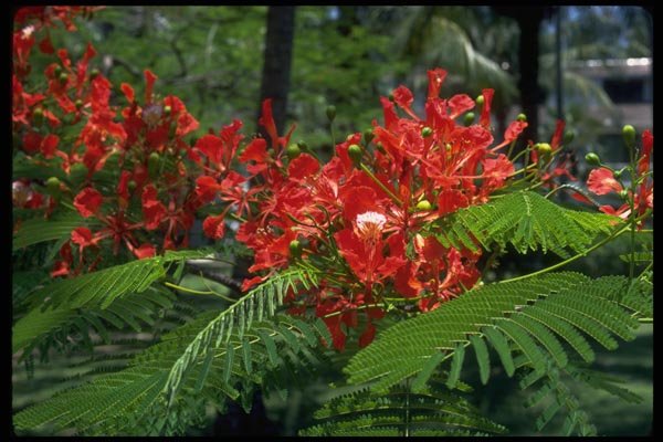 013158 Red Tropical Flowers A4 Photo Print