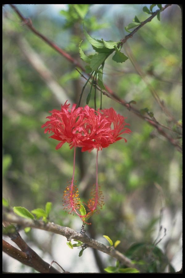 013159 Red Flowers With Long Stamens A4 Photo Print