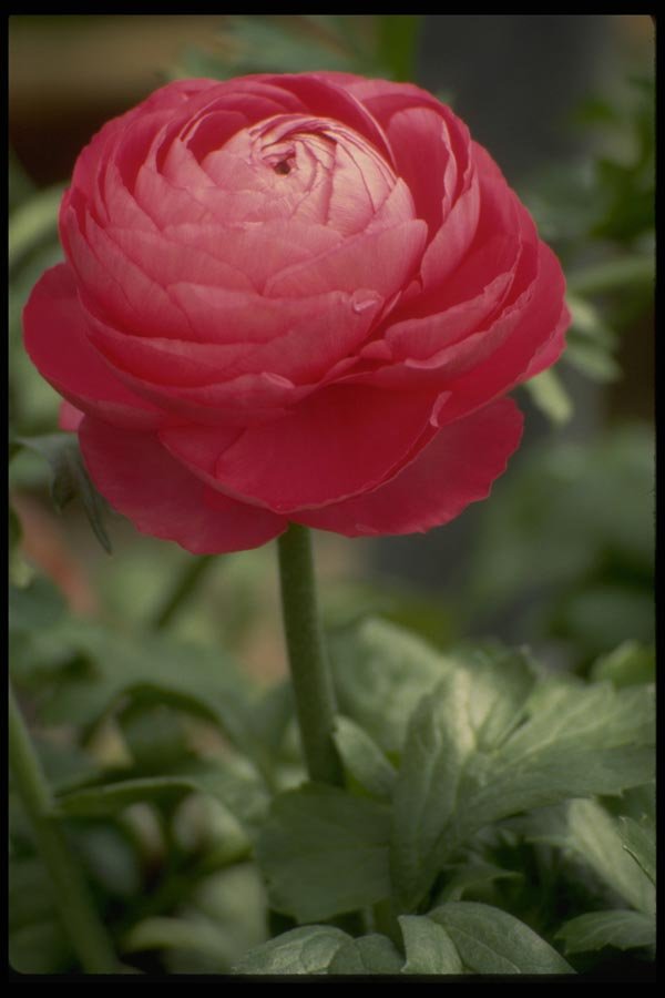013160 Red Ranunculus A4 Photo Print