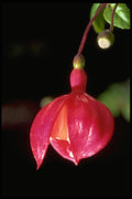 013161 Red Fuchsia Blossom, Partly Open A4 Photo Print