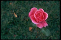 013162 Deep Pink Rose A4 Photo Print