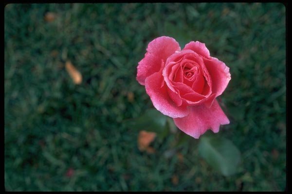 013162 Deep Pink Rose A4 Photo Print