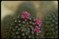 013163 Pink Cactus Flower A4 Photo Print