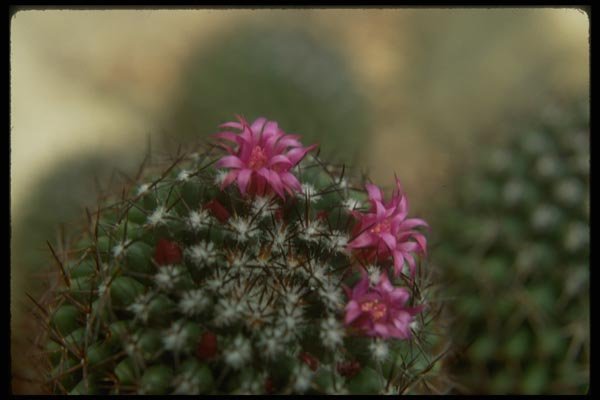 013163 Pink Cactus Flower A4 Photo Print