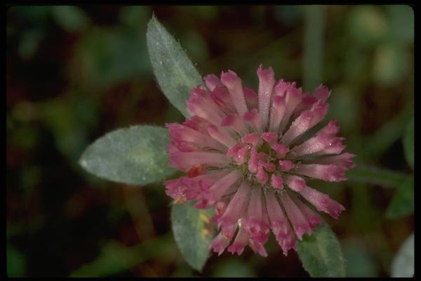 013164 Pink Flower With Tubular Petals A4 Photo Print