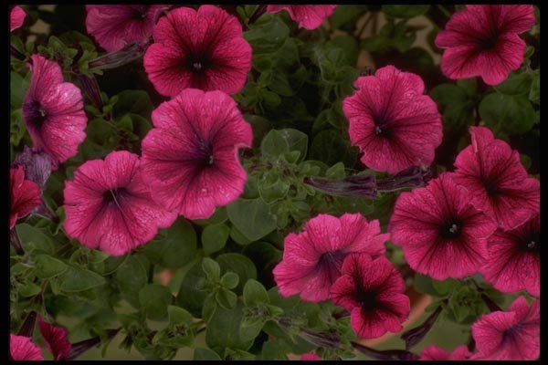 013165 Deep Pink Petunias A4 Photo Print