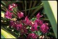 013166 Dark Pink Flowers A4 Photo Print