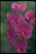 013167 Pink Sweet Pea A4 Photo Print