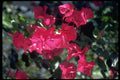 013168 Reddish Pink Flowers A4 Photo Print